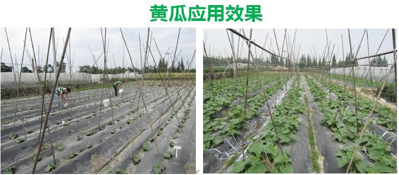 氨基寡糖素 - 植物的免疫衛(wèi)士，根結(jié)線蟲的克星