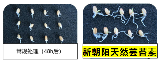 小麥拌種選新朝陽天然蕓苔素，讓小麥高產(chǎn)贏在起跑線上?。ㄐ←溤谑裁磿r候用蕓苔素效果最佳）