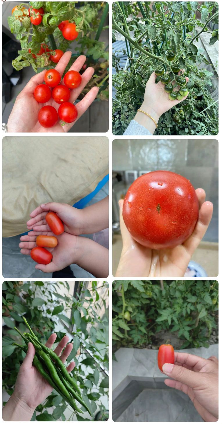 朝陽(yáng)農(nóng)藝師系列活動(dòng)